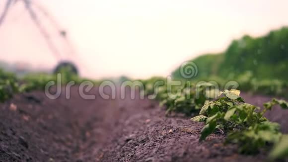特写镜头在土壤中成排地在农田上种植马铃薯时的灌溉过程小绿薯丛视频的预览图