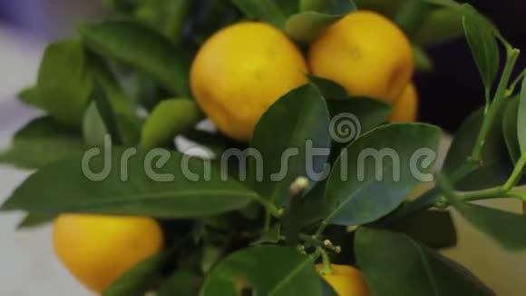 带有水果的装饰橘子树视频的预览图