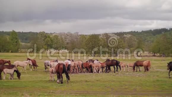 放牧家马的草地总平面图视频的预览图