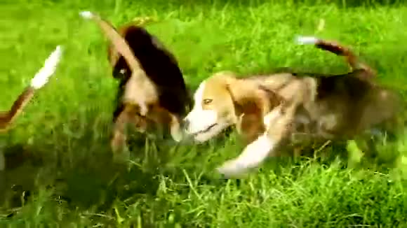 可爱的比格犬在夏天的草地上奔跑视频的预览图