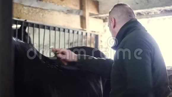 在马厩里一个照顾一匹纯种黑马的人他用特殊的刷子刷马毛梳马毛视频的预览图
