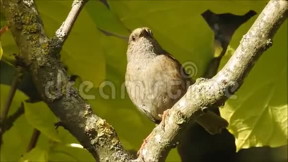 英国德诺克鸟在树顶高唱视频的预览图