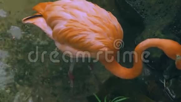 华丽的粉红色火烈鸟站在水里视频的预览图