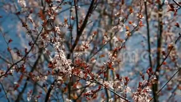 春天的花树开着视频的预览图