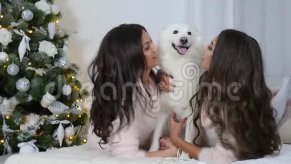 节日快乐女人们在床上抚摸一只白狗在圣诞树的背景上对着镜头摆姿势视频的预览图