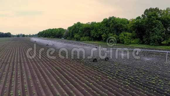 春暖花开的日子里马铃薯在田间生长由专门的浇水枢轴洒水系统灌溉它是绿色的视频的预览图