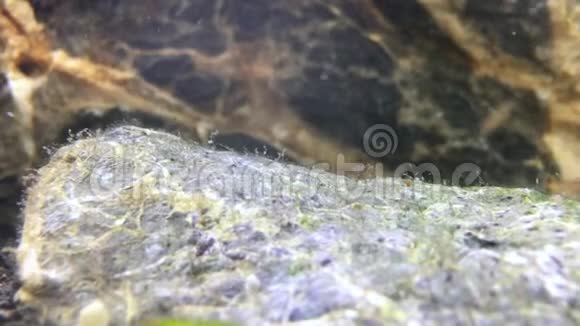 家庭水族馆里的淡水科里鱼鱼缸里的高丽朵拉和骨盆衣特写视频的预览图