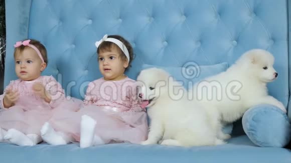新年两只白色毛茸茸的小狗和双胞胎姐妹坐在蓝色沙发上拍照视频的预览图