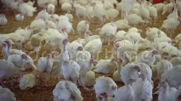 饲养肉鸡火鸡的家禽养殖场养鸡场饲养肉鸡的场地视频的预览图