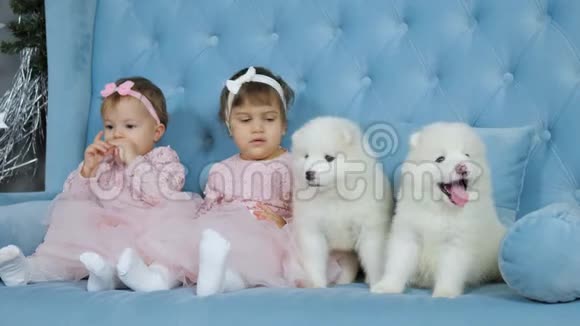 穿着粉色衣服的双胞胎姐妹头上戴着蝴蝶结旁边坐着一只白色毛茸茸的小狗视频的预览图