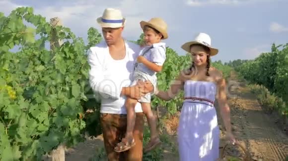 秋天的收获葡萄种植园里的葡萄种植者带着儿子和妻子在一排排的水果篮里走来走去视频的预览图