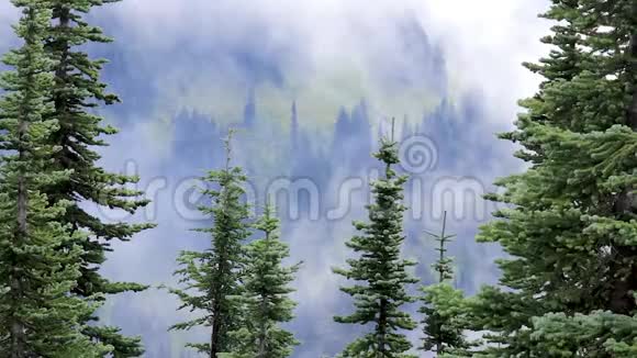 滚滚白雾前的常青树视频的预览图