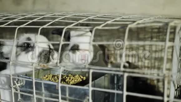 两只白兔在装有饲料的不锈钢笼子里视频的预览图