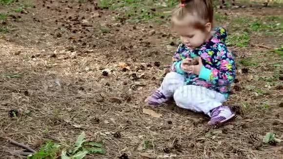 小女孩在森林里收集针叶锥视频的预览图