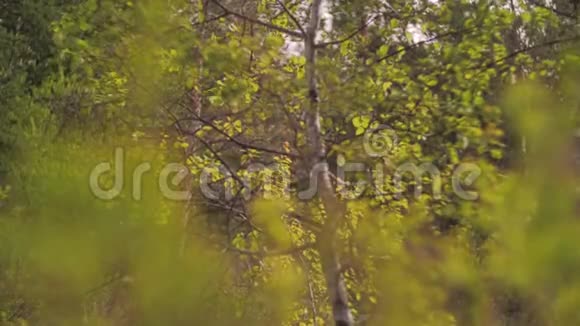 摄像机的焦点从远处的山上的一棵树转移到附近的计划视频的预览图