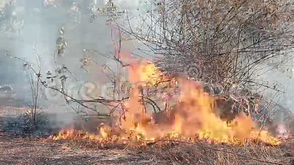 在森林里肆虐大火视频的预览图