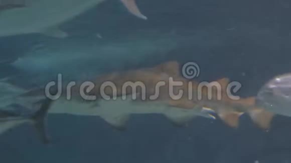 鲨鱼和各种鱼在主水箱里游泳一个鱼缸里面装满了游动的鲨鱼和其他水生动物视频的预览图