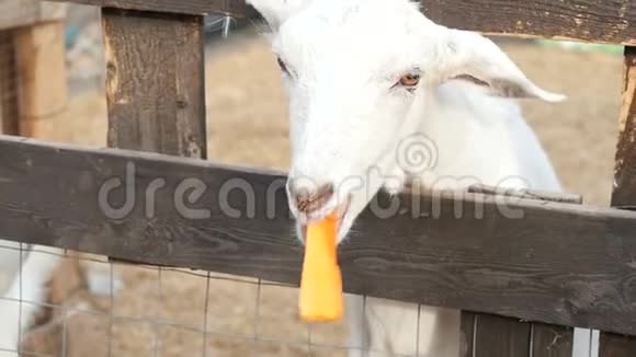 没有角的白山羊吃胡萝卜视频的预览图