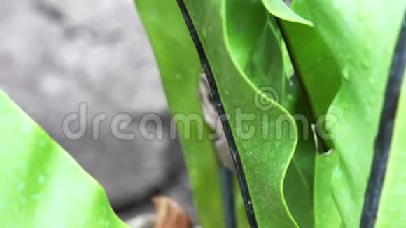 绿叶蕨灰树蛙视频的预览图