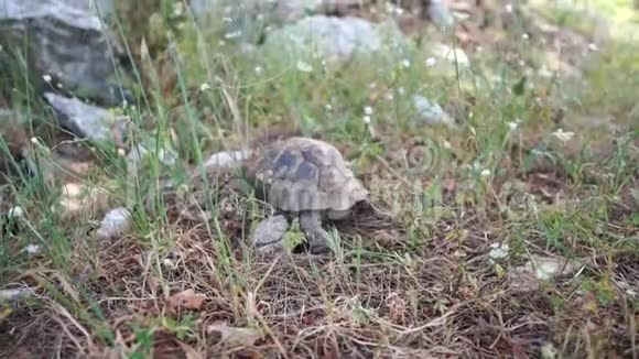 大乌龟在草地上缓慢地爬行视频的预览图