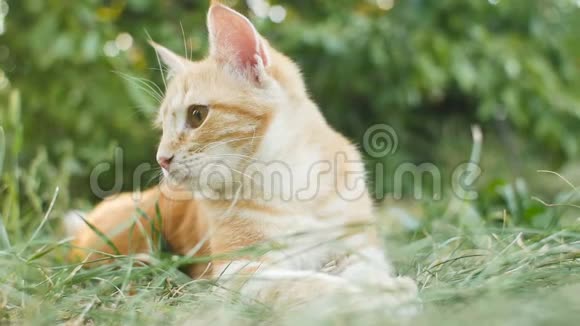 两只小猫在花园里玩在绿草上互相追逐有趣的动物视频的预览图