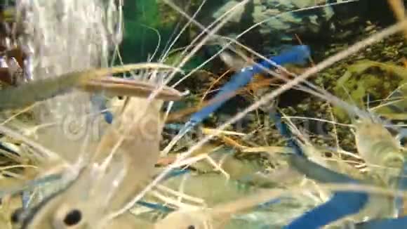活虾放在鱼缸里视频的预览图