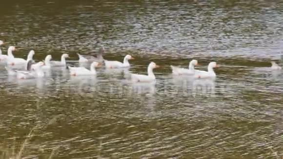 在农场池塘里放着一群鼠和白鹅视频的预览图