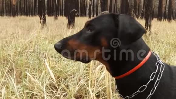 狗的侧面一只杜宾的吠声视频的预览图