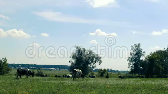 几头牛在离农场不远的田野上腐烂他们夏天吃青草奶牛看起来很开心视频的预览图