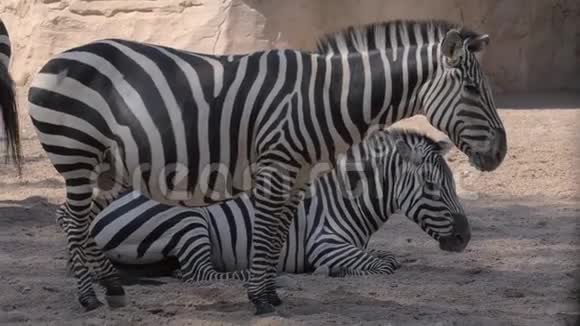 动物园里的斑马一只动物怀孕了视频的预览图