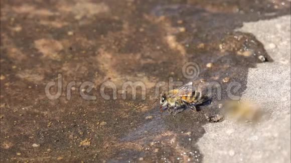 蜜蜂从浅水池里喝水池里还有其他小动物如水蚤视频的预览图