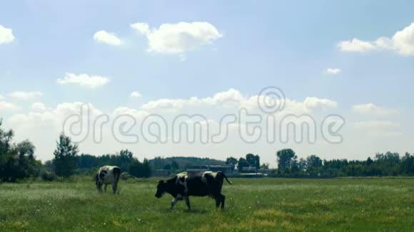 一群黑白两色的奶牛在草地上吃草种着花草树木牛在吃草关于视频的预览图