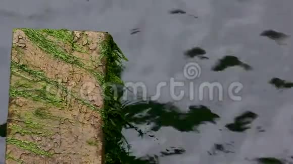 海草在水泥块旁的潮汐中摇曳视频的预览图