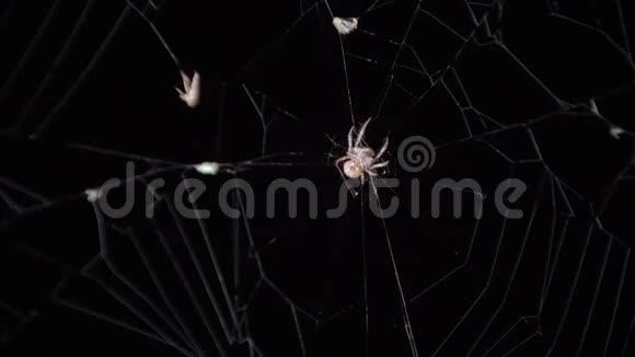 蜘蛛抓住了一只缠在茧里的苍蝇靠近一只雌性蜘蛛花园蜘蛛网包视频的预览图
