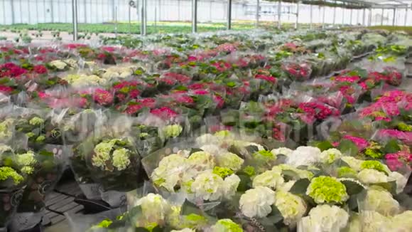 现代植物温室的全景包装中开花植物全景现代温室视频的预览图