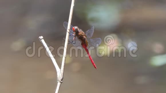 蜻蜓栖息在热带雨林的树枝上视频的预览图