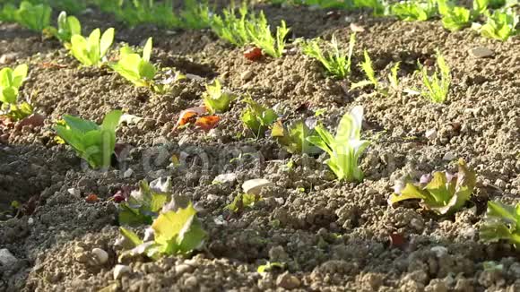 蔬菜园中有机栽植色拉苗视频的预览图
