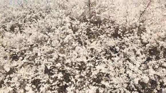 镜头移过春暖花开的树视频的预览图