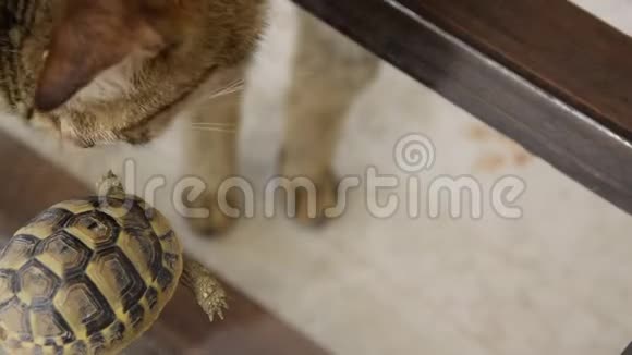 小乌龟和一只家猫在室内在家里有异兽视频的预览图