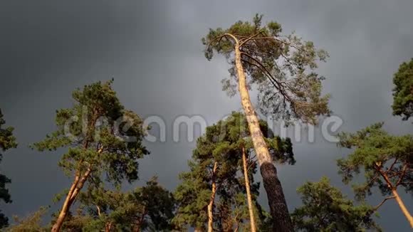 云杉林暴雨前高松树在强风下摇曳的4K美丽视频视频的预览图