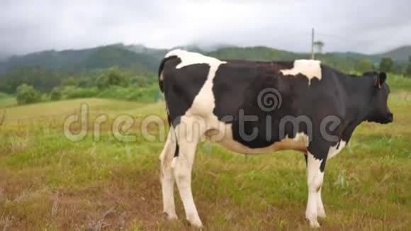 奶牛在高山草地上放牧风景如画视频的预览图