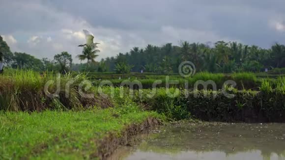斯坦迪卡姆在稻田上射杀了一群白鹭田野里长满了泥泞的水准备做米饭视频的预览图