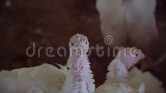 饲养肉鸡火鸡的家禽养殖场养鸡场饲养肉鸡的场地视频的预览图