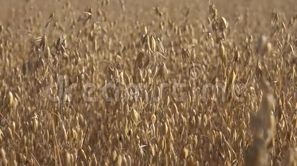 燕麦是世界上最健康最有营养的食物之一视频的预览图
