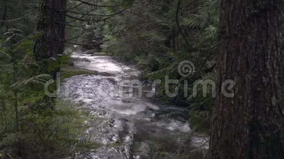 太平洋西北森林溪4KUHD视频的预览图