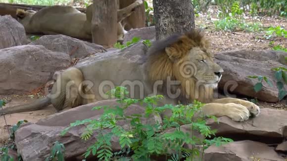 狮子睡在石头上优雅视频的预览图