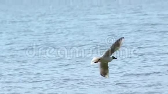 海鸥飞过碧水城市在背景慢动作视频的预览图