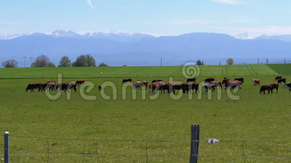 在瑞士阿尔卑斯山的背景下农场附近的草地上放牧着成群的奶牛视频的预览图