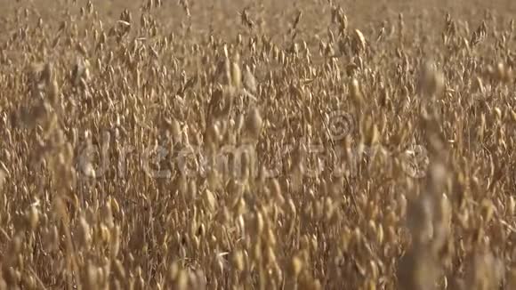 燕麦是世界上最健康最有营养的食物之一视频的预览图