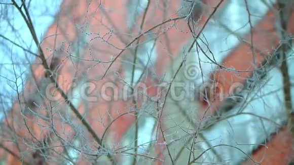 树枝在雪和霜中很冷阿拉斯加严重霜冻视频的预览图